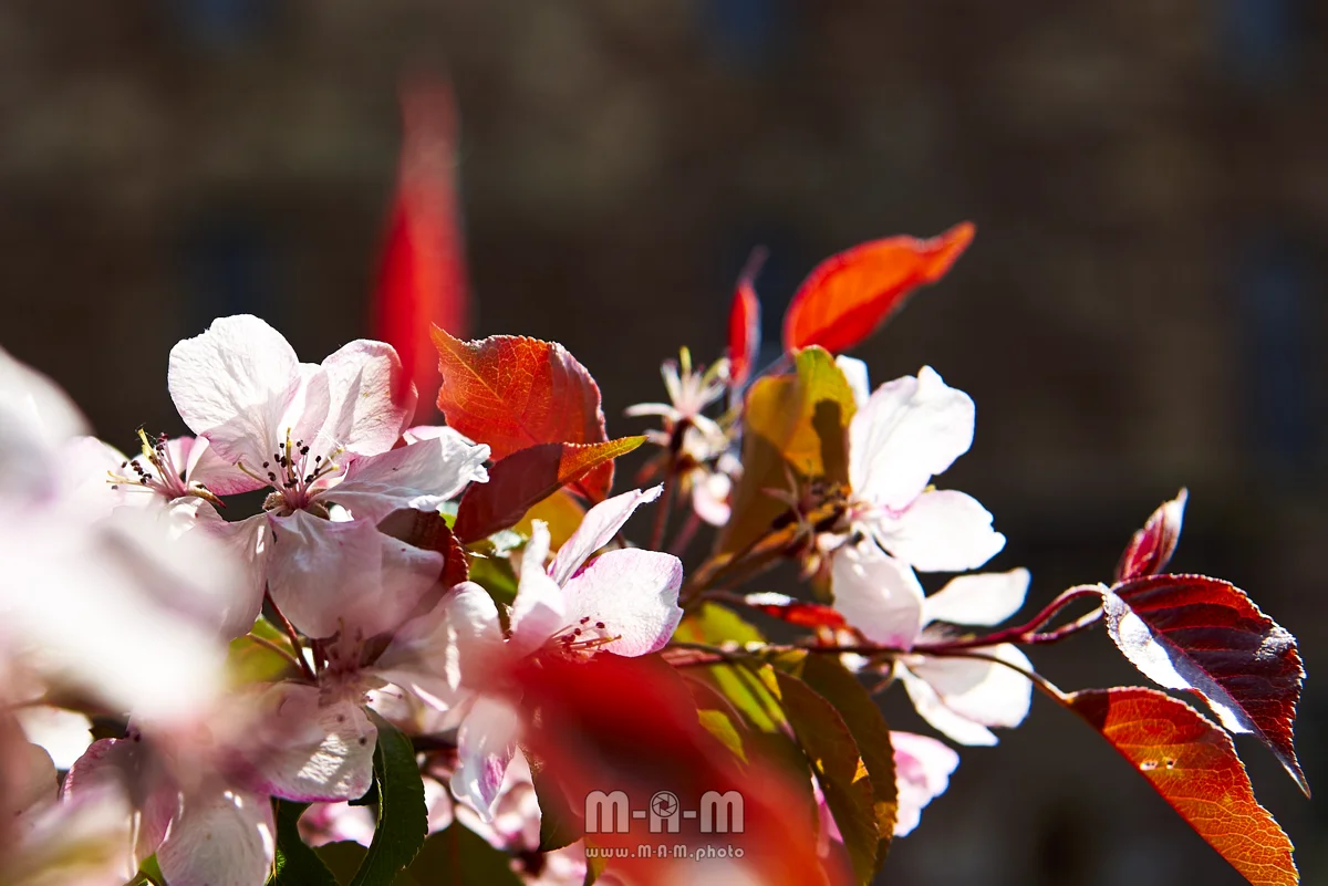 Obstblüten