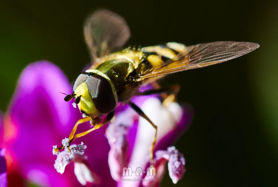 Schwebfliege - Makro